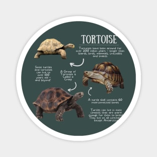 Animal Facts - Tortoise Magnet